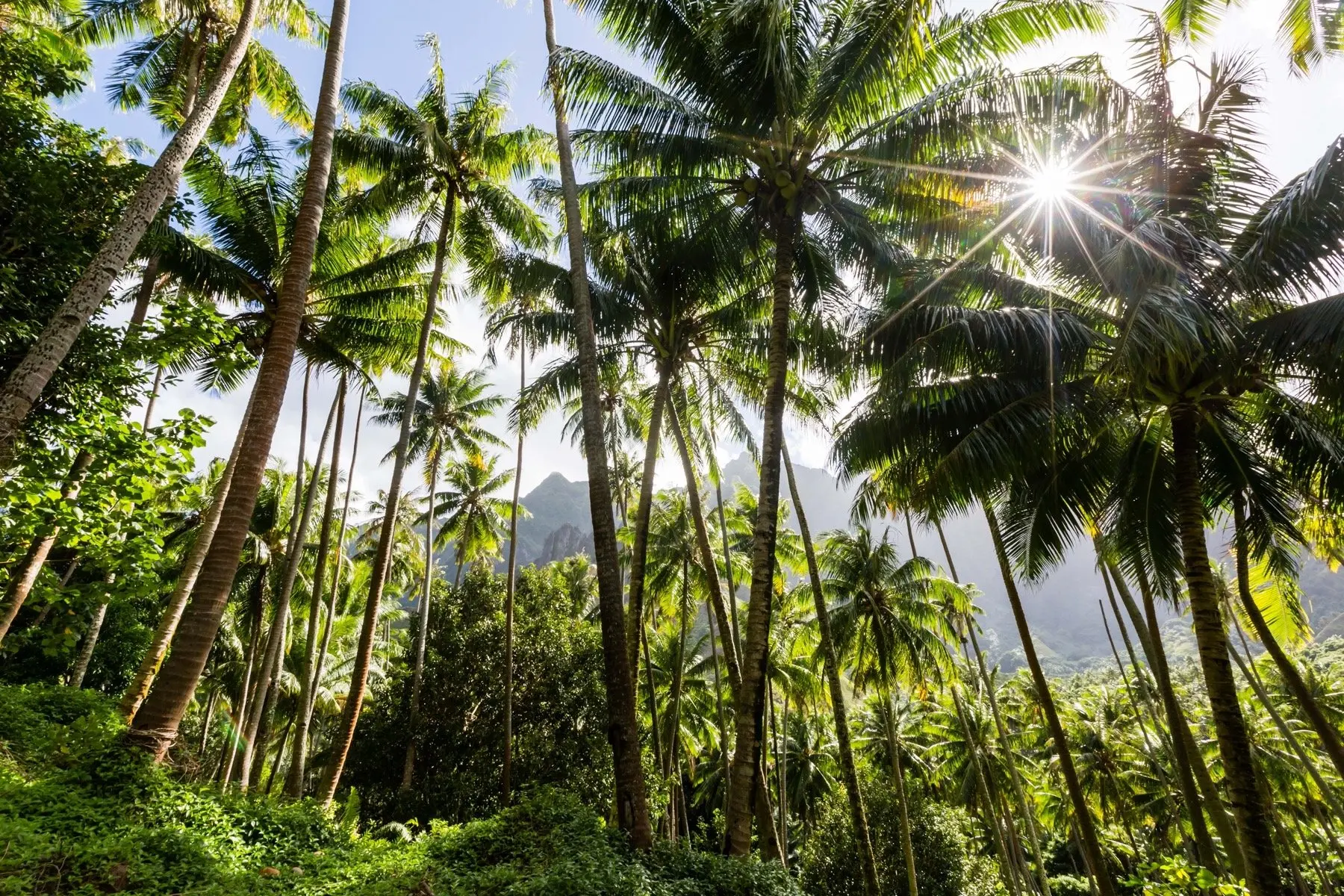 Diversified plantation crops and palms representing New Lanka cultivations in Sri Lanka
