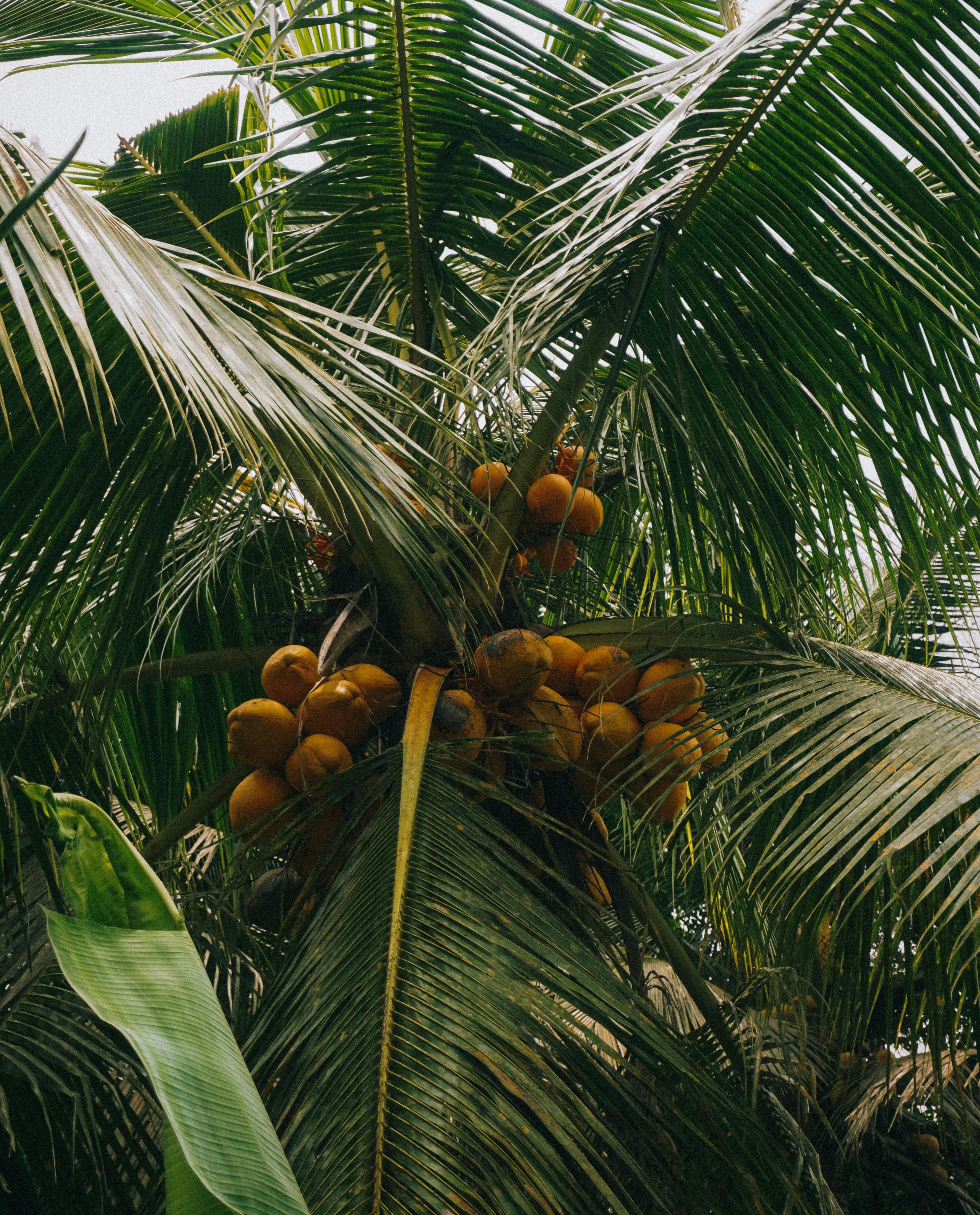 Coconut Tree