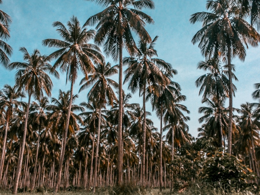 Coconut
