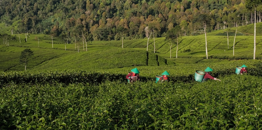 Green Tea Leaves