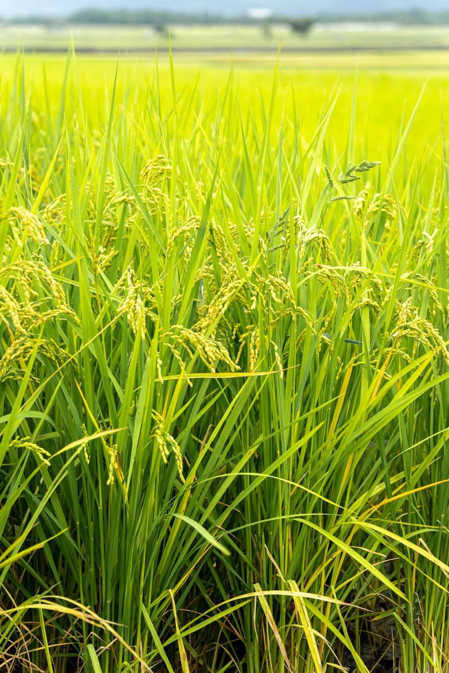 Paddy (Rice)