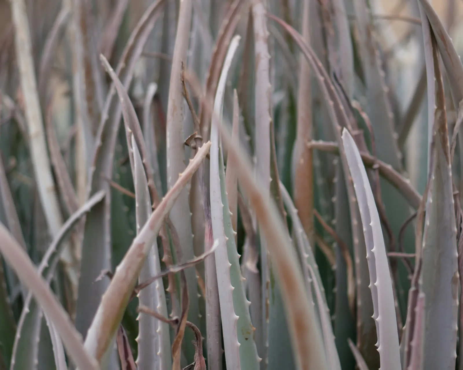 Workers tending aloe vera rows at New Lanka organic plantation in Sri Lanka