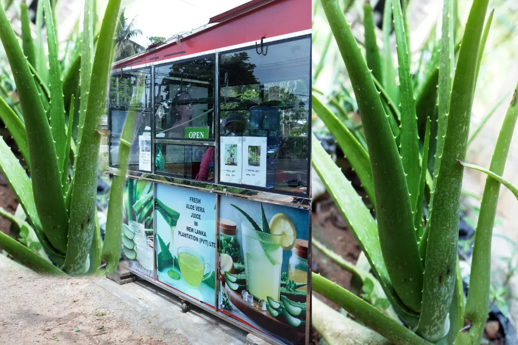 Aloe Vera Juice Bar - Vavuniya Branch
