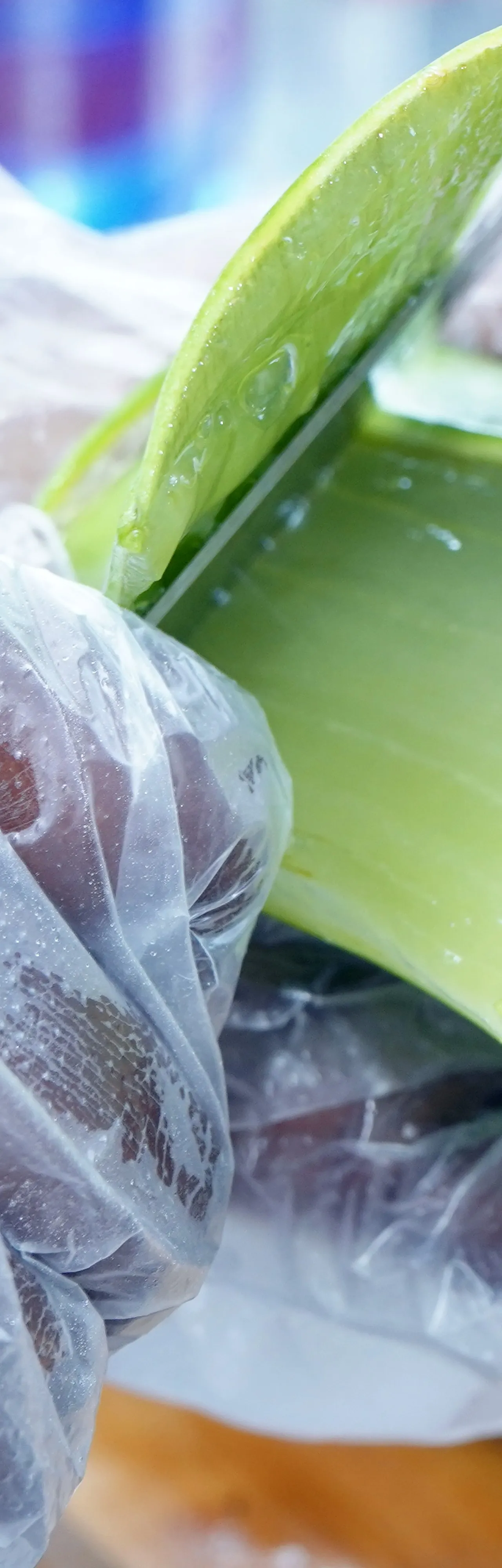 Close-up of pure aloe vera gel extracted from fresh leaves