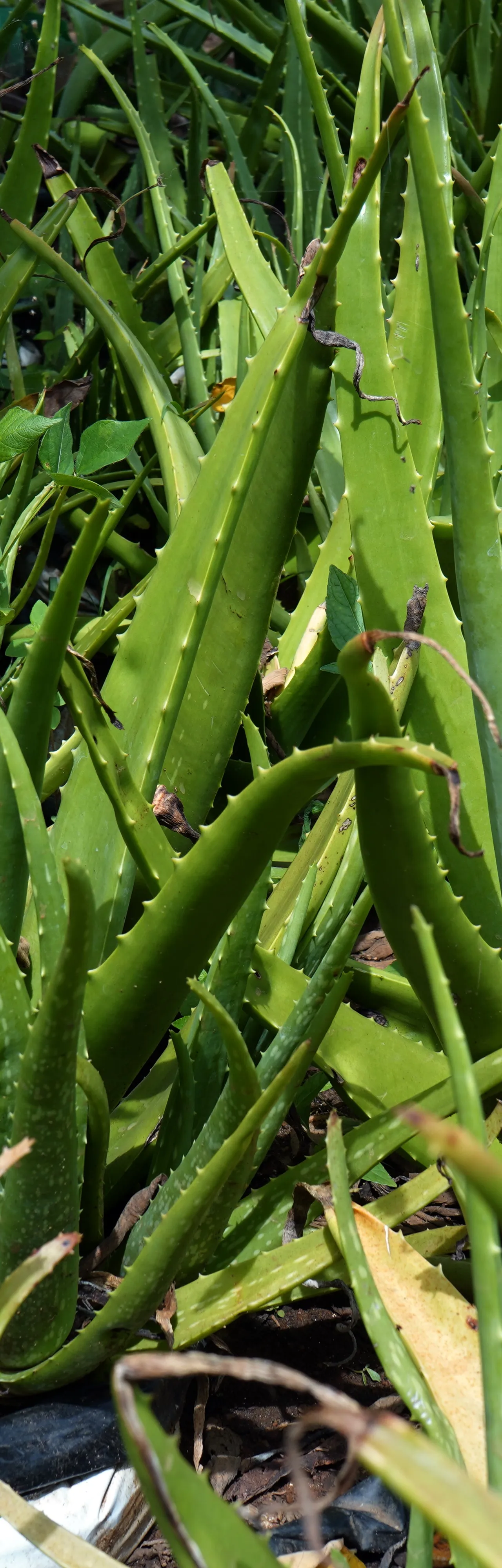 Aloe vera plants growing in the cultivation field