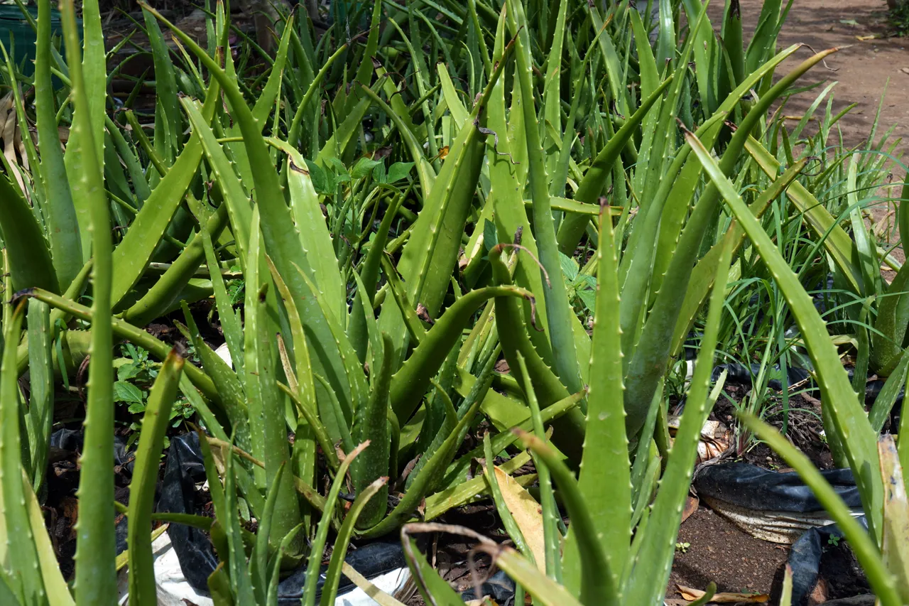 Aloe vera plants growing in the cultivation field