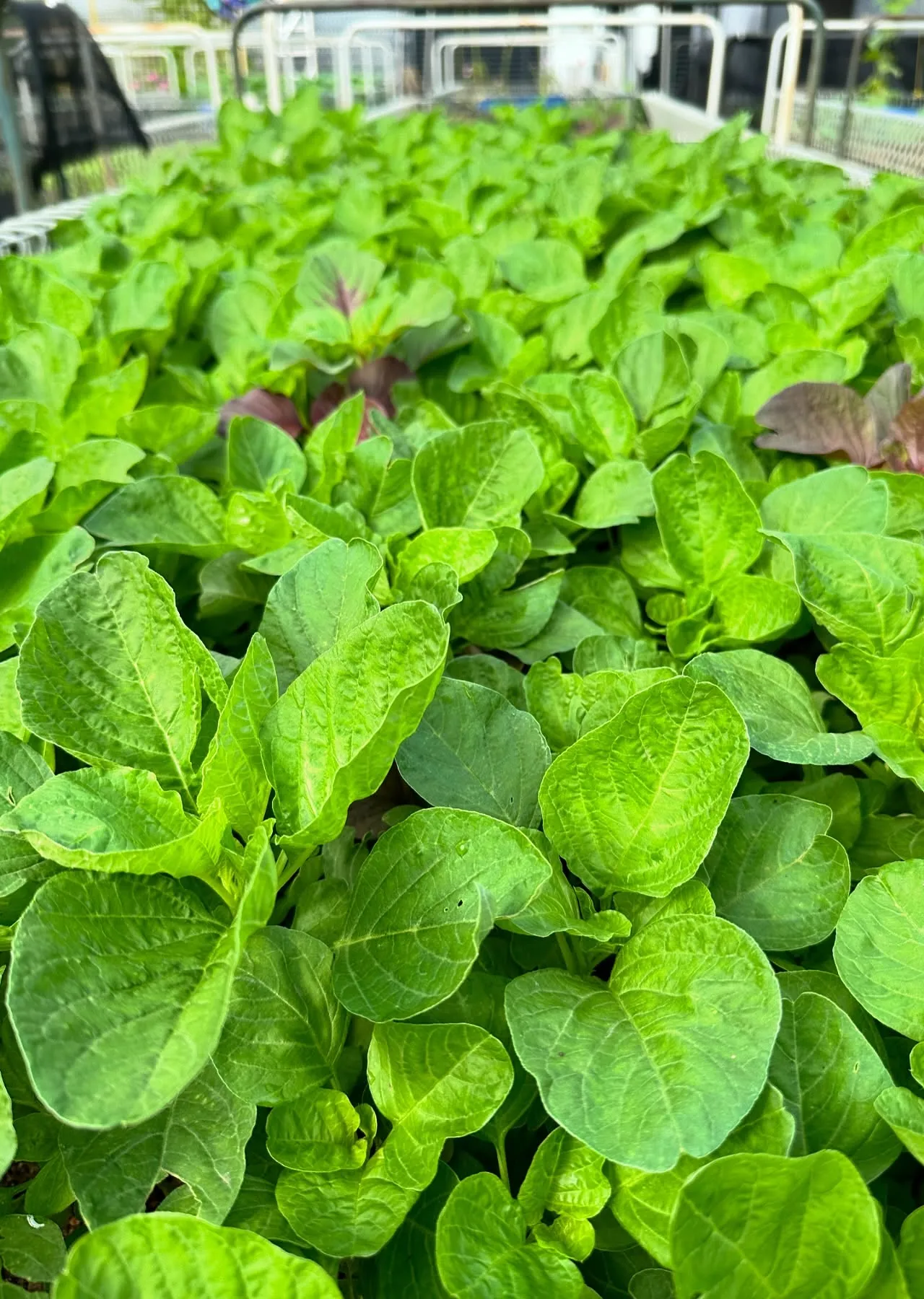 Amaranth greens (Mulai keerai)