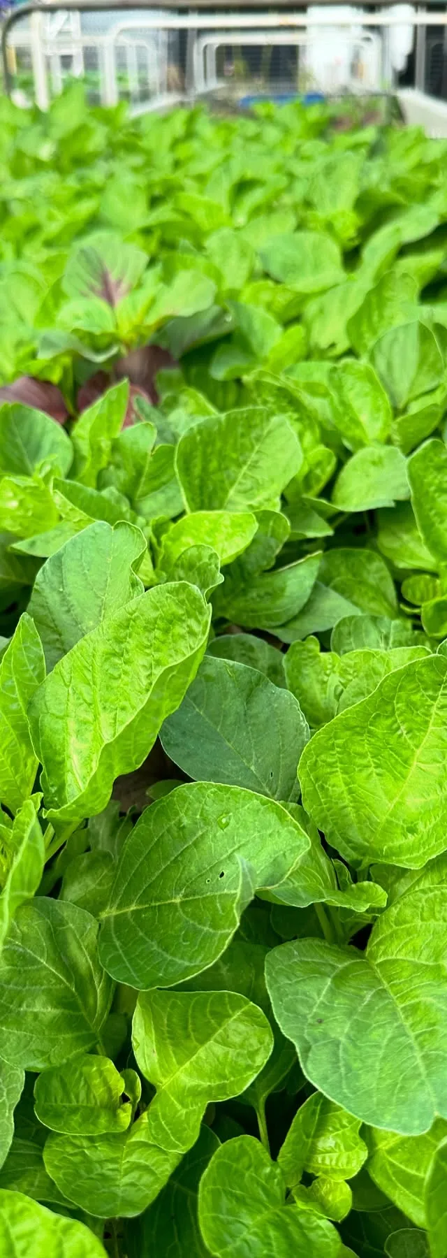 Amaranth greens (Mulai keerai)