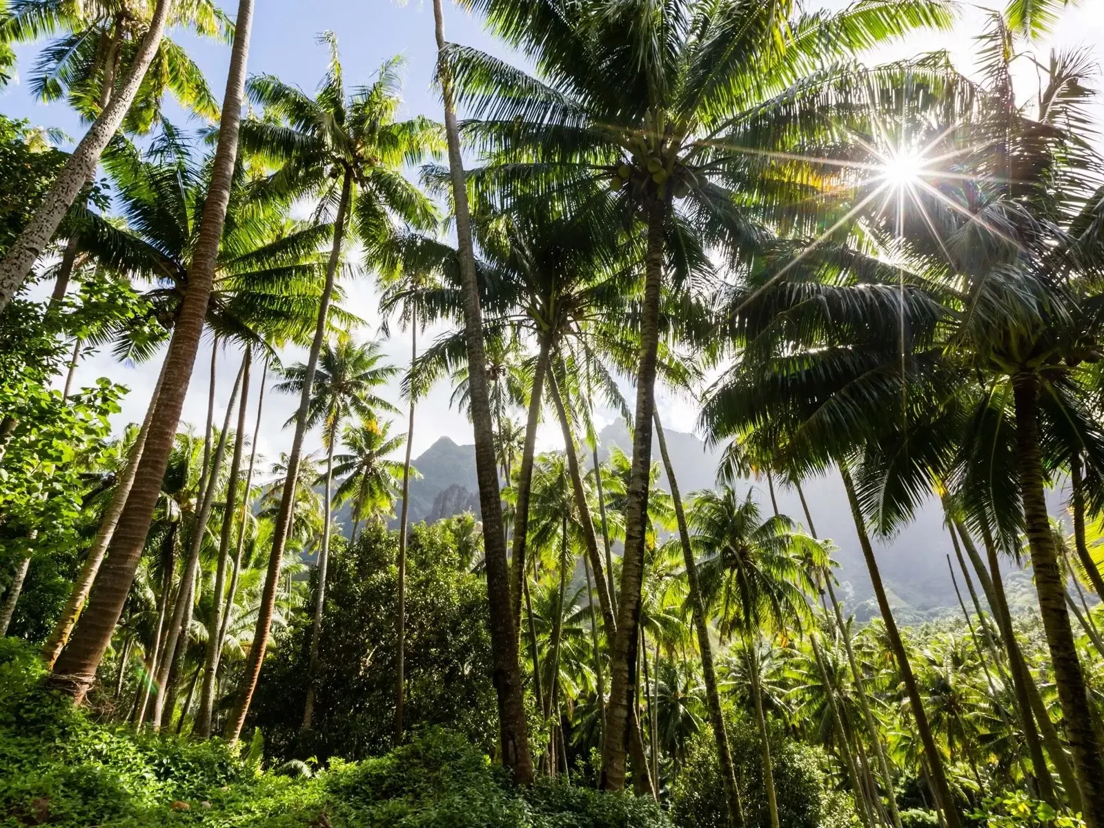 Diversified plantation crops and palms representing New Lanka cultivations in Sri Lanka