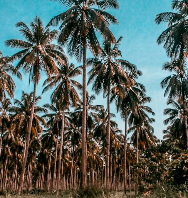 Coconut