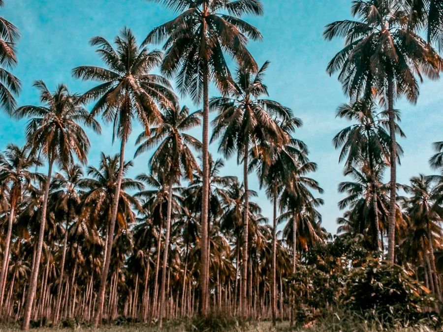 Coconut