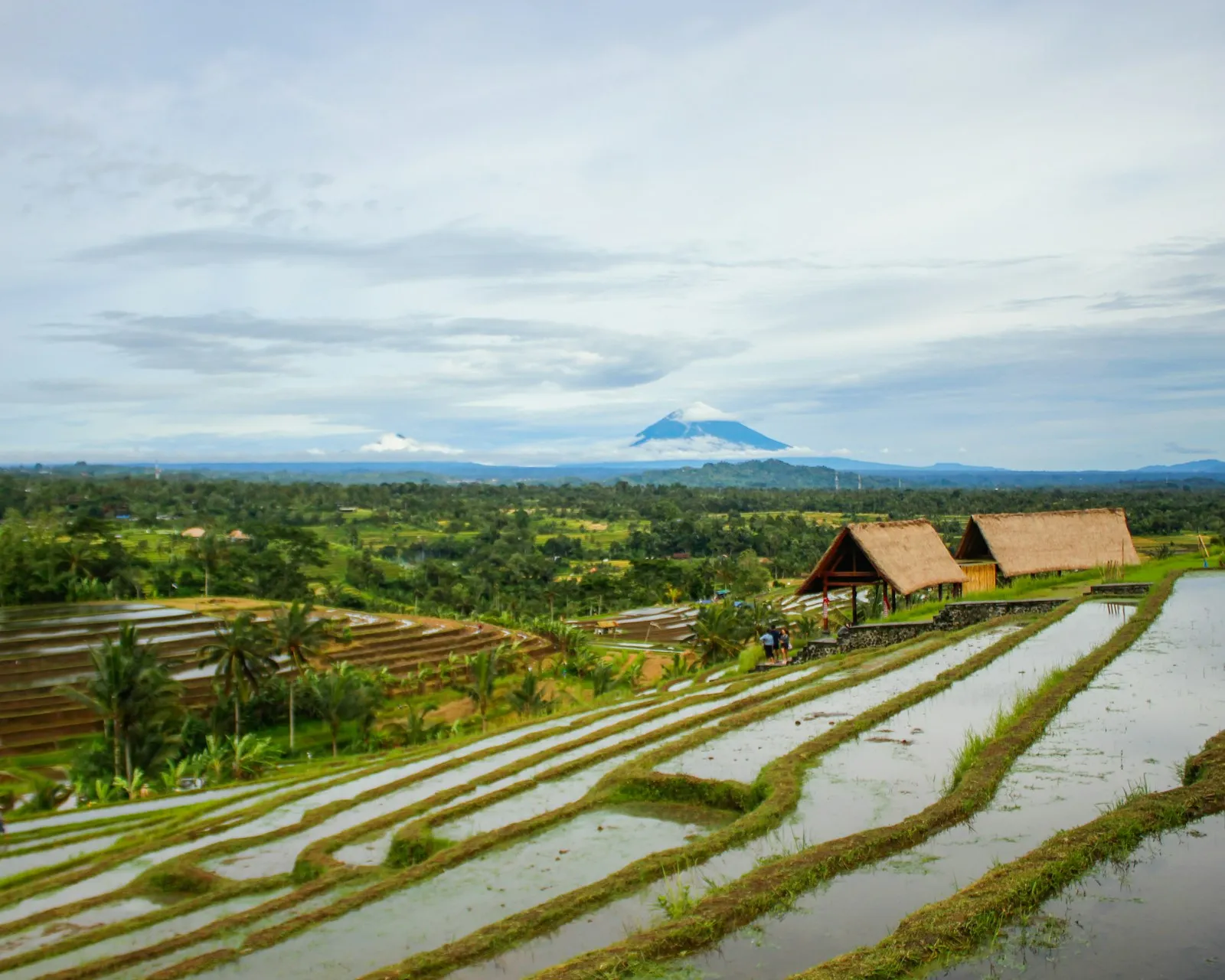 New Lanka Plantation - Contact Us