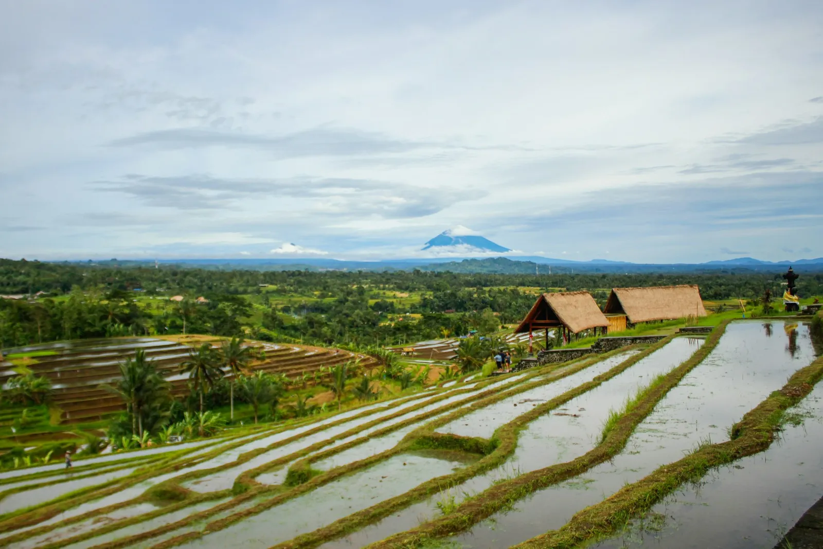 New Lanka Plantation - Contact Us