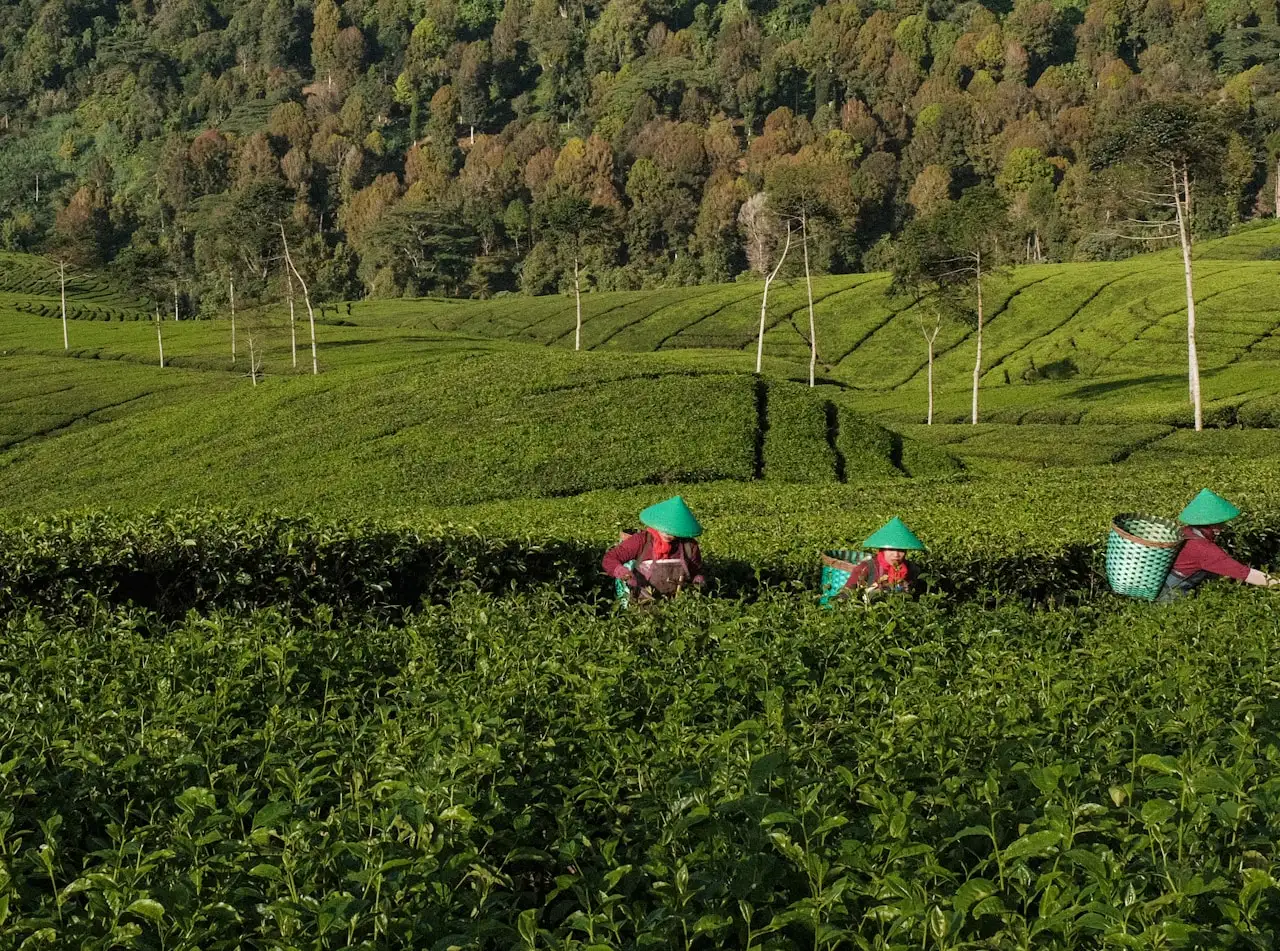Sustainable crop harvesting at New Lanka Plantation