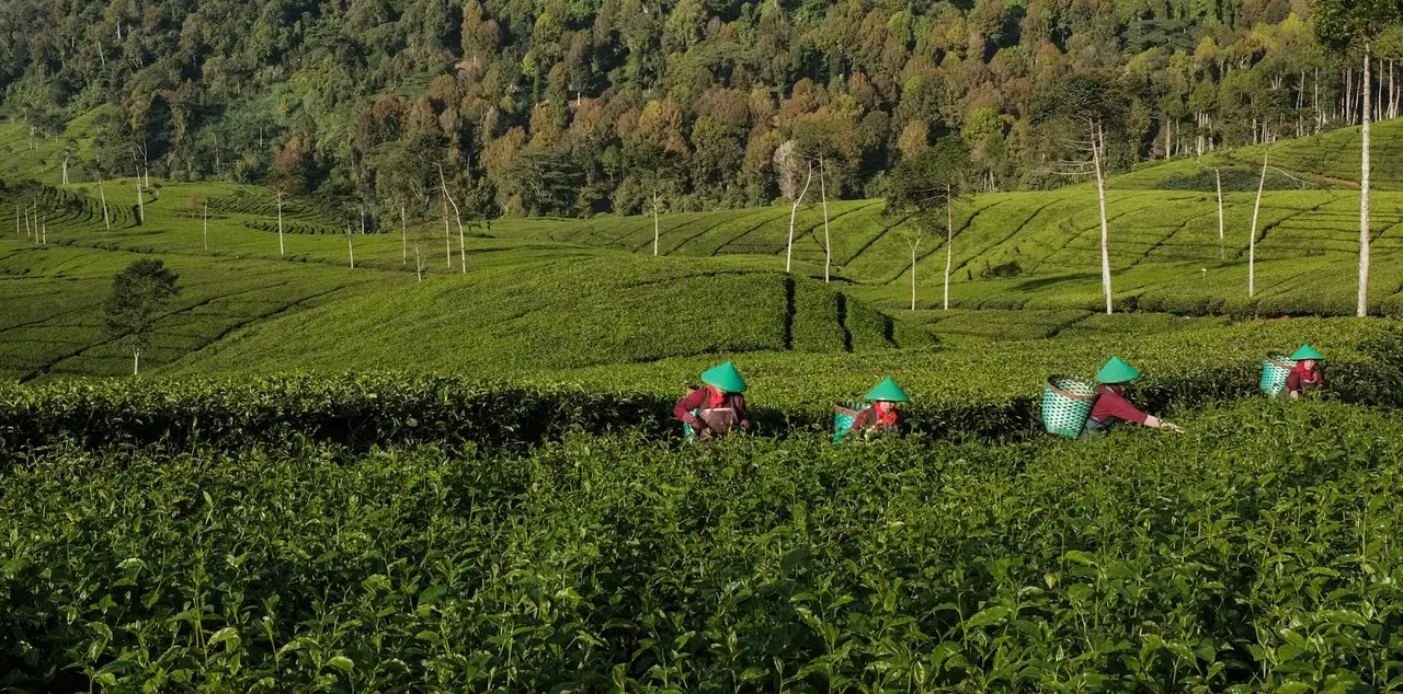 Sustainable crop harvesting at New Lanka Plantation