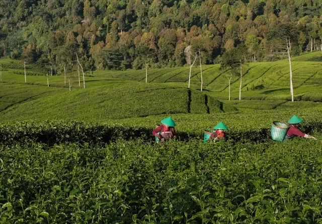 Green Tea Leaves