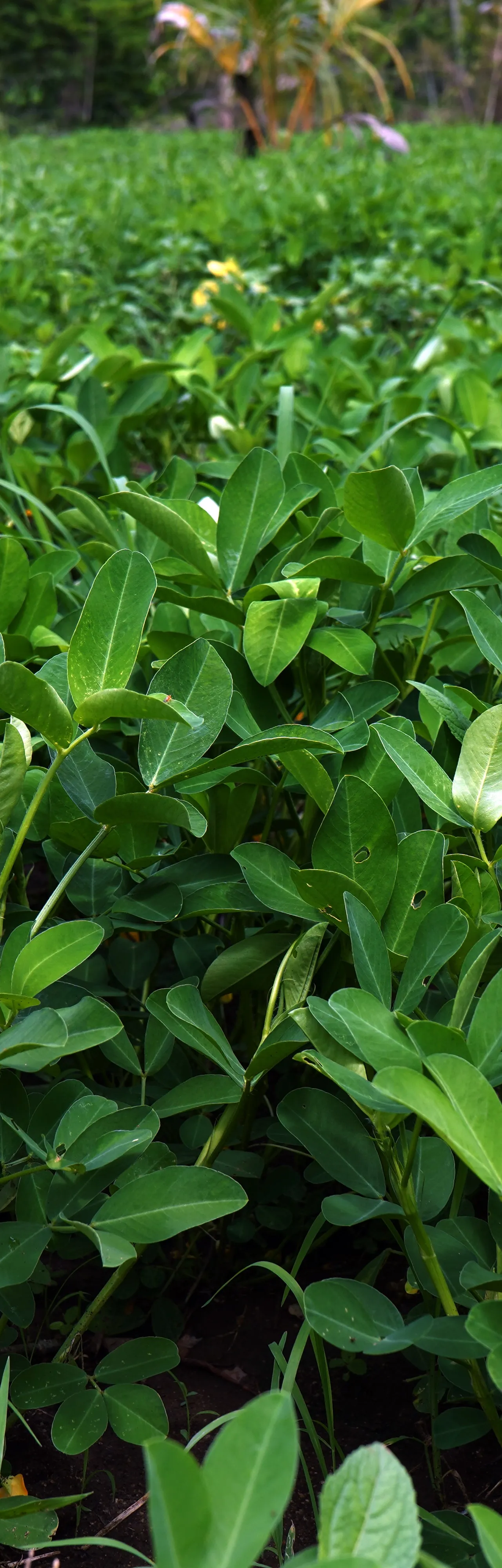 Ground nut harvesting with modern agricultural machinery