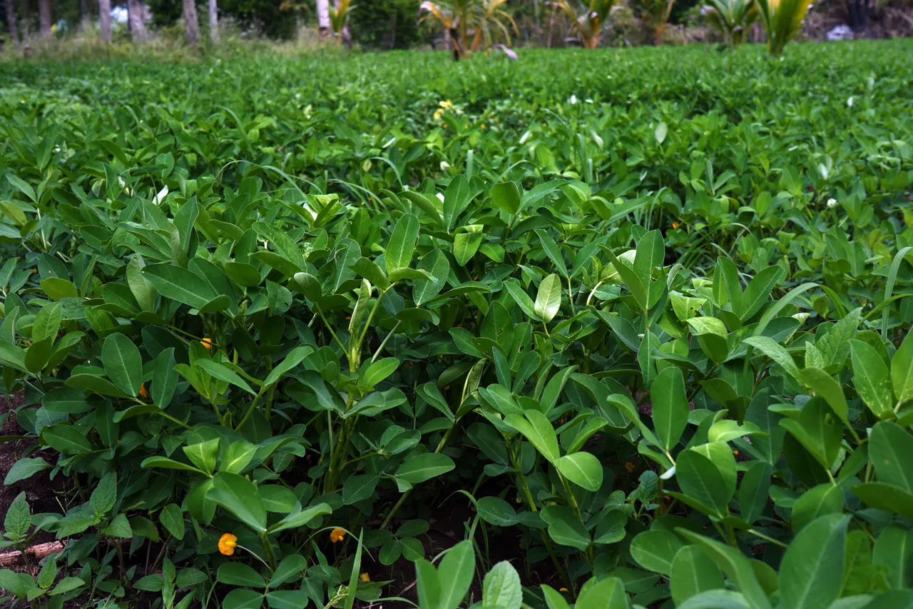 Ground nut harvesting with modern agricultural machinery