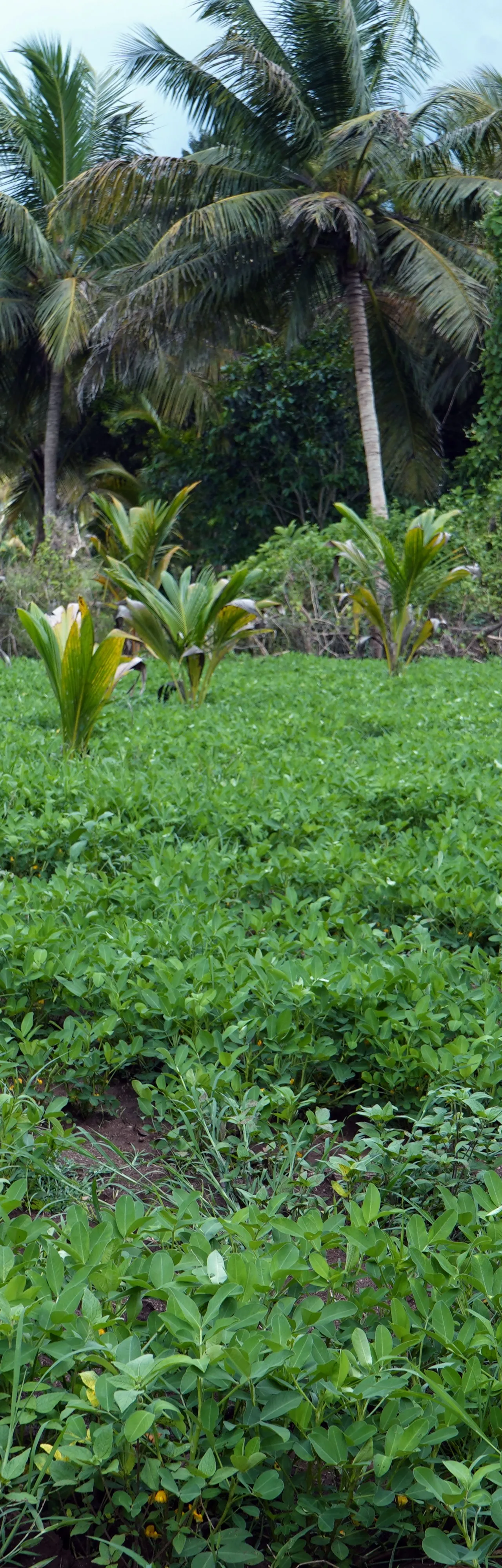 Lush green ground nut field under sustainable cultivation