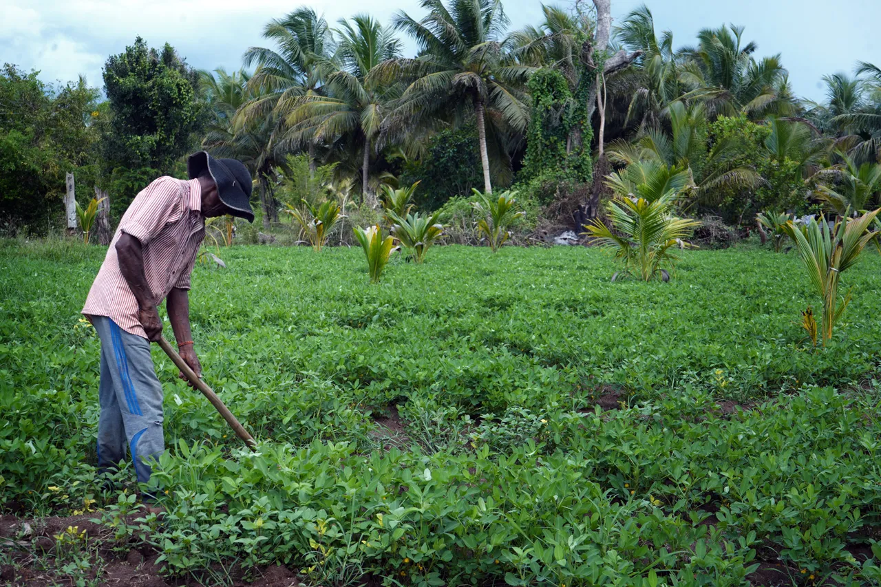 Lush green ground nut field under sustainable cultivation
