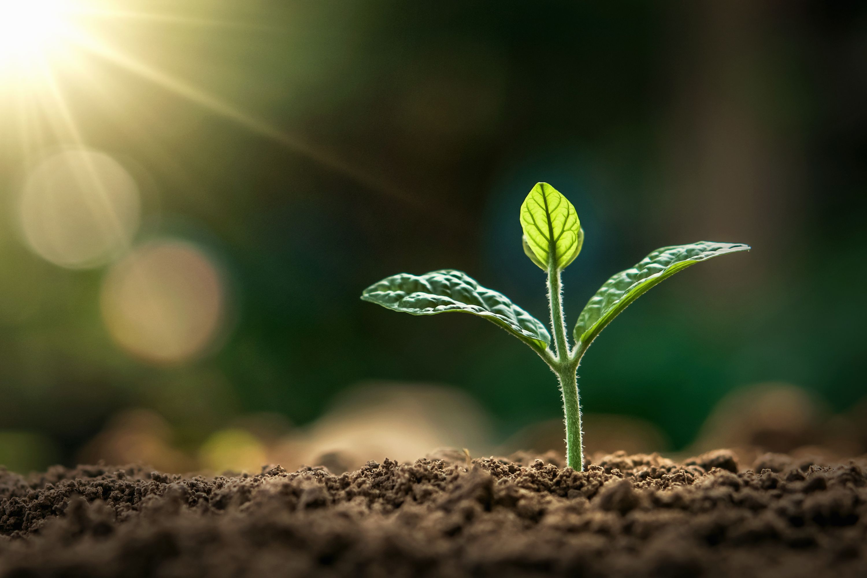 Sustainable crop growth at New Lanka Plantation