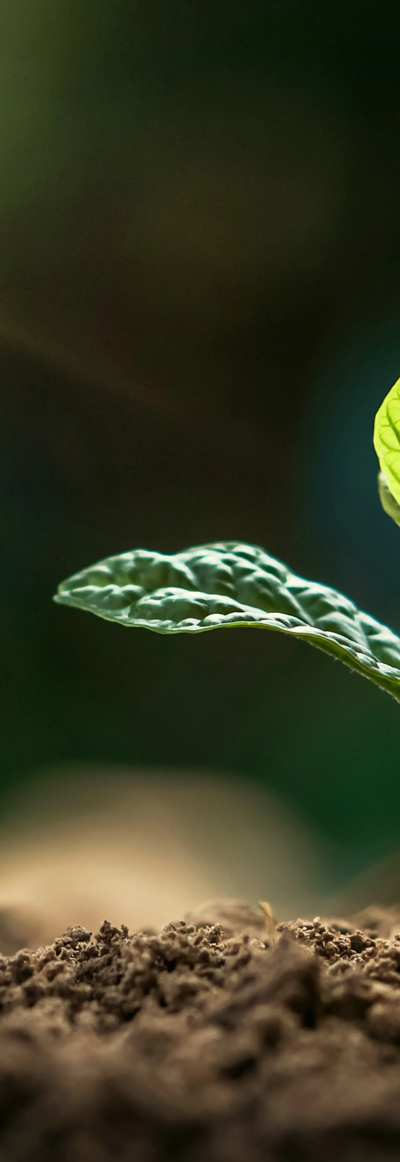 Young plant growing in sustainable field conditions at New Lanka Plantation