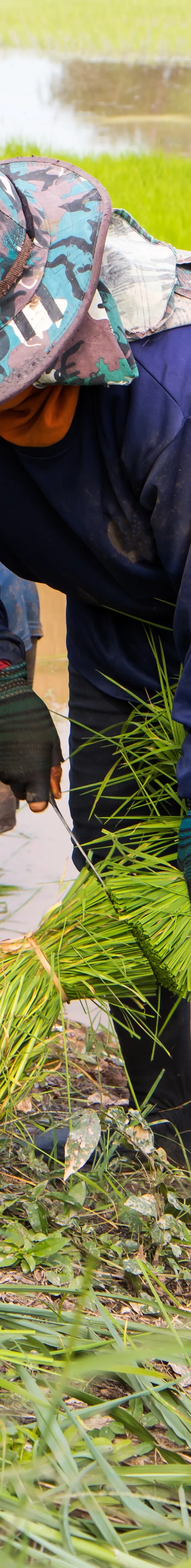 Harvesting