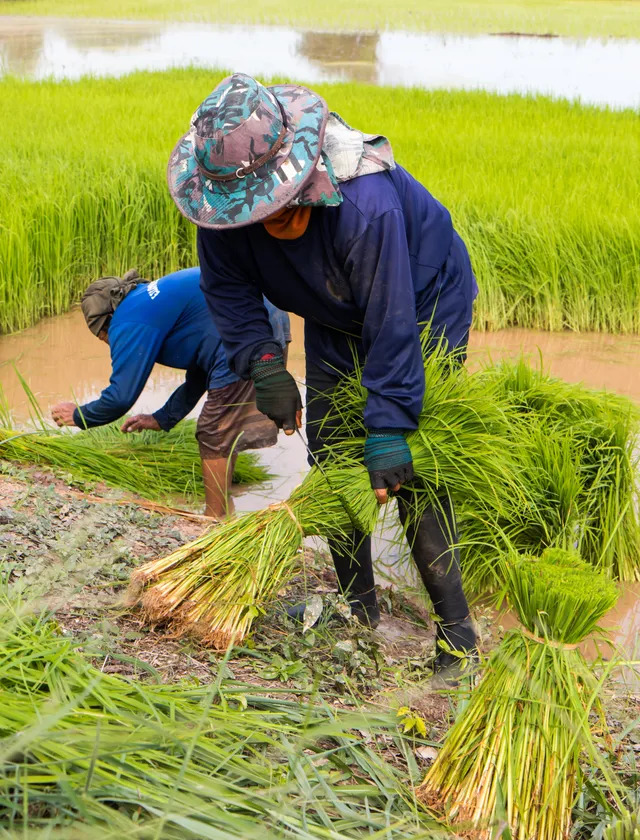 Harvesting
