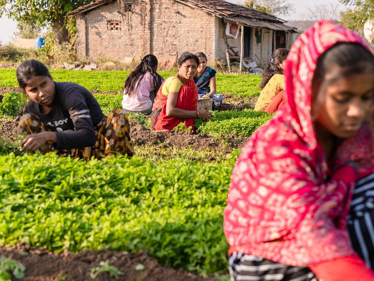 Farmers working together in a green cultivation field