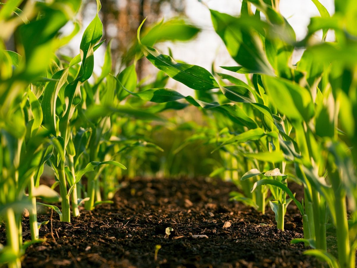 Lush green crop rows on productive agricultural land