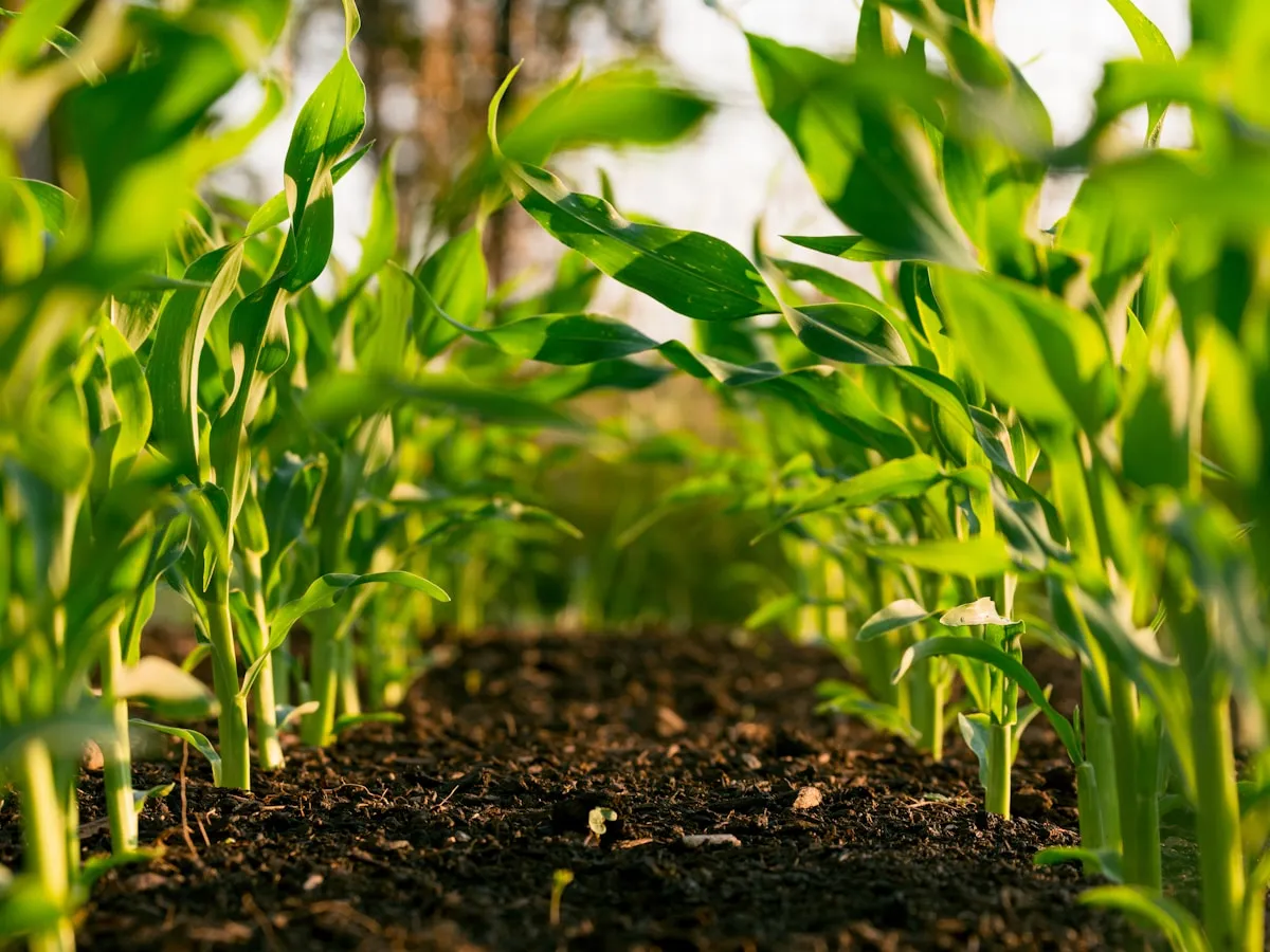Lush green crop rows on productive agricultural land