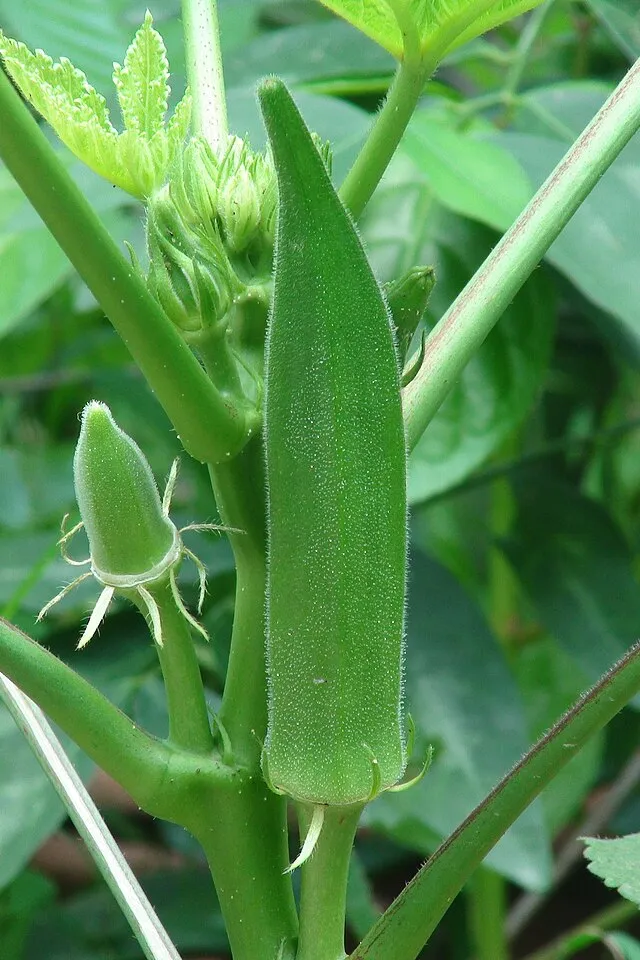 Okra (Vendikkai)