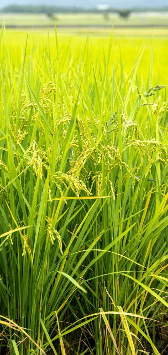 Paddy (Rice)