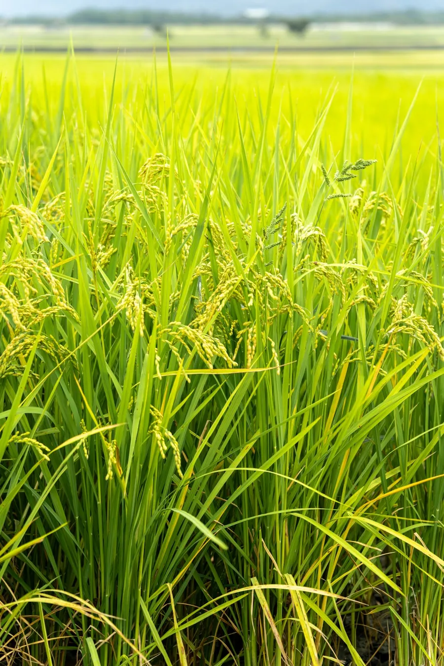 Paddy (Rice)