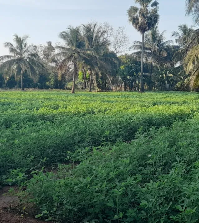 Ground Nut Cultivation at Omanthai - Photo 2