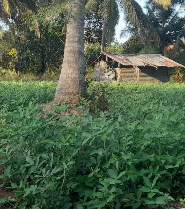 Ground Nut Cultivation at Omanthai - Photo 3