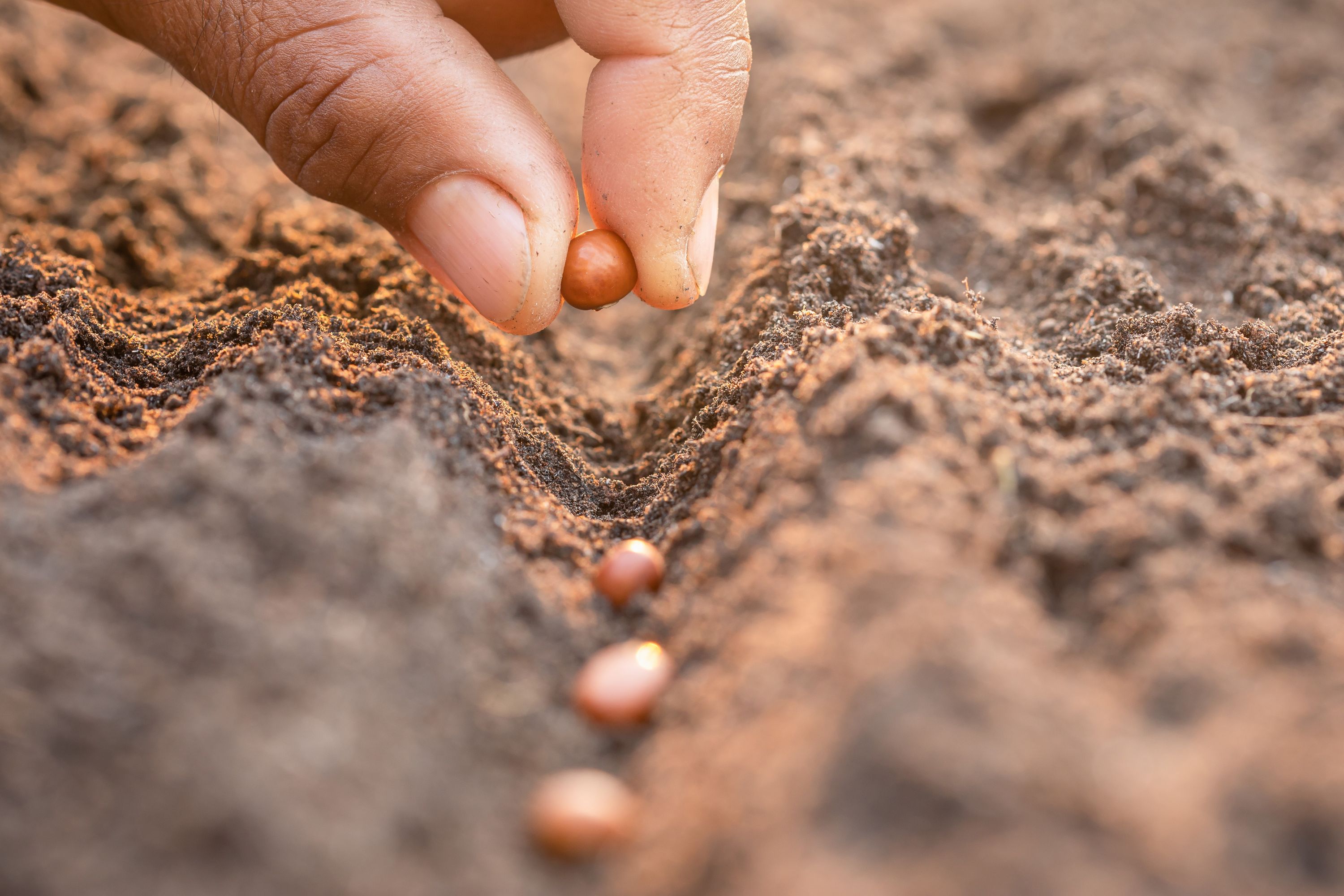 Planting seeds in the field