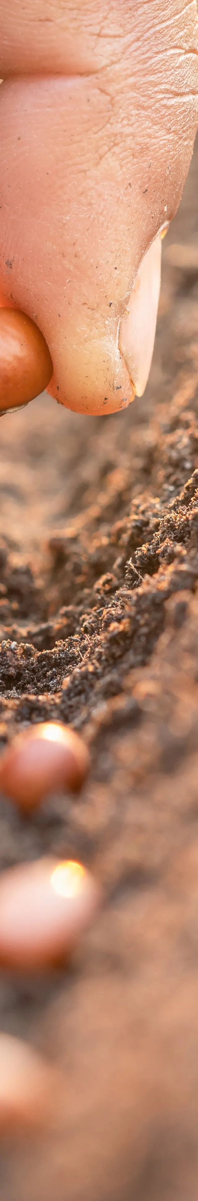 Planting