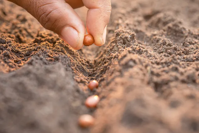 Planting seeds in the field